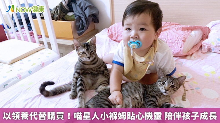 以領養代替購買！喵星人小褓姆貼心機靈 陪伴孩子成長