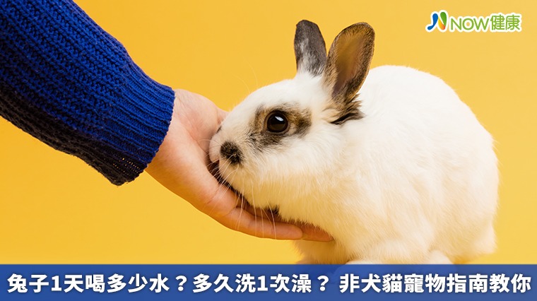 兔子1天喝多少水?多久洗1次澡? 非犬貓寵物指南教你 兔子1天喝多少水?多久洗1次澡? 非犬貓寵物指南教你