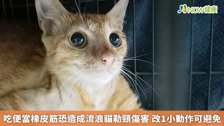 吃便當橡皮筋恐造成流浪貓勒頸傷害 改1小動作可避免 吃便當橡皮筋恐造成流浪貓勒頸傷害 改1小動作可避免