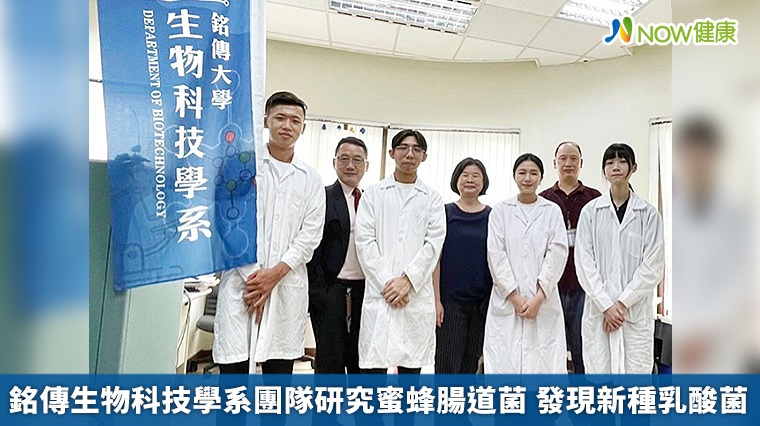 銘傳生物科技學系團隊研究蜜蜂腸道菌 發現新種乳酸菌 銘傳生物科技學系團隊研究蜜蜂腸道菌 發現新種乳酸菌