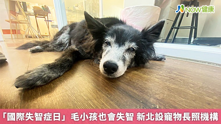 「國際失智症日」毛小孩也會失智 新北設寵物長照機構 「國際失智症日」毛小孩也會失智 新北設寵物長照機構