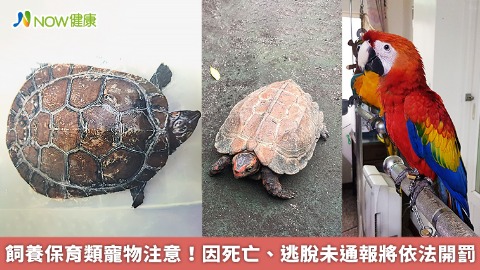 飼養保育類寵物注意！ 因死亡、逃脫未通報將依法開罰