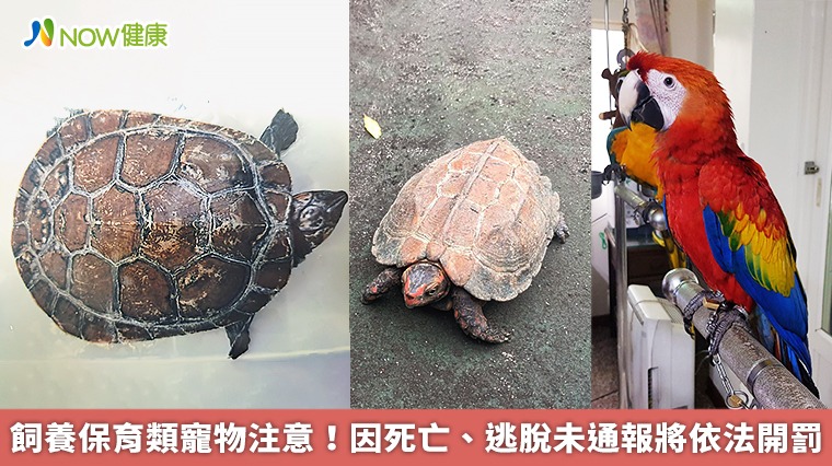 飼養保育類寵物注意! 因死亡、逃脫未通報將依法開罰 飼養保育類寵物注意! 因死亡、逃脫未通報將依法開罰