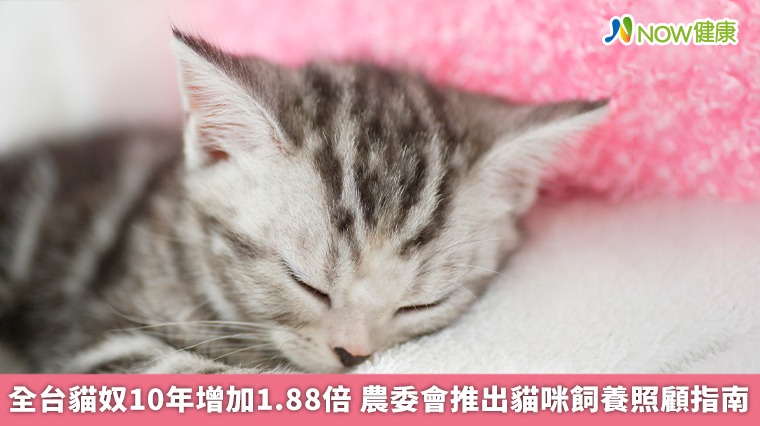 全台貓奴10年增加1.88倍 農委會推出貓咪飼養照顧指南 全台貓奴10年增加1.88倍 農委會推出貓咪飼養照顧指南