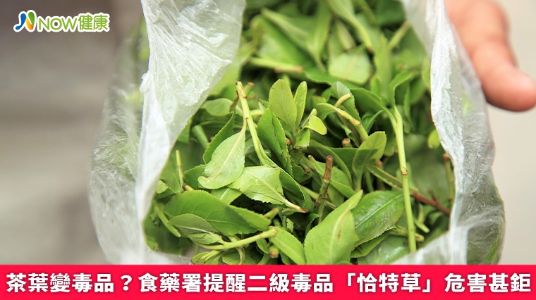 毒品裝茶葉？食藥署提醒二級毒品「恰特草」危害甚鉅