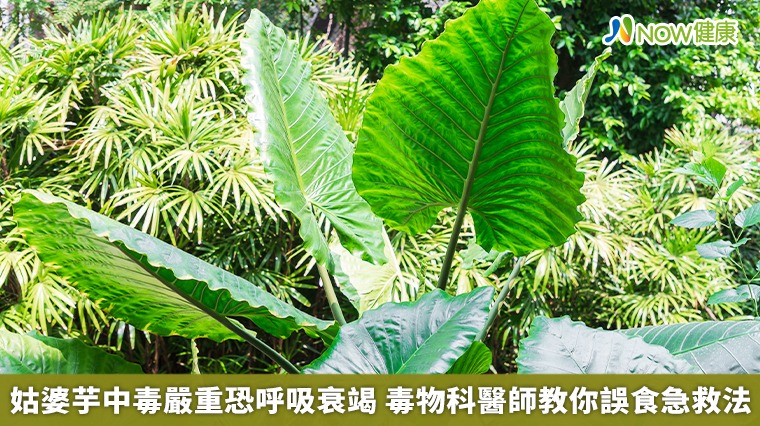 姑婆芋中毒嚴重恐呼吸衰竭 毒物科醫師教你誤食急救法 姑婆芋中毒嚴重恐呼吸衰竭 毒物科醫師教你誤食急救法