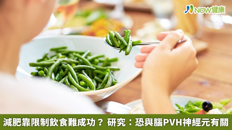 減肥靠限制飲食難成功?研究發現:和腦PVH神經元有關 減肥靠限制飲食難成功?研究發現:和腦PVH神經元有關