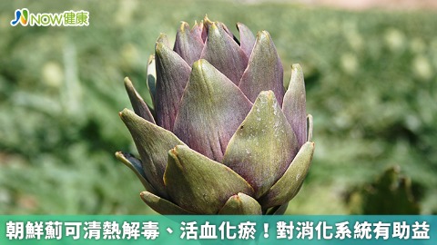 朝鮮薊可清熱解毒、活血化瘀！對消化系統有助益