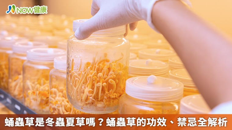 蛹蟲草是冬蟲夏草嗎？ 蛹蟲草的功效、禁忌全解析
