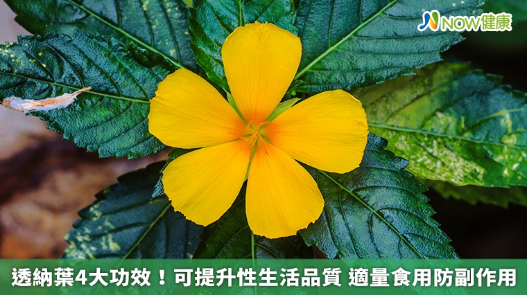 透納葉4大功效!可提升性生活品質 適量食用防副作用 透納葉4大功效!可提升性生活品質 適量食用防副作用