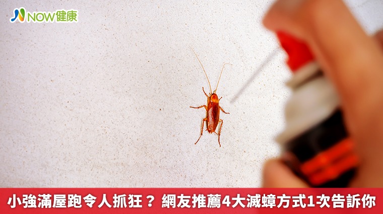 小強滿屋跑令人抓狂? 網友推薦4大滅蟑方式1次告訴你 小強滿屋跑令人抓狂? 網友推薦4大滅蟑方式1次告訴你