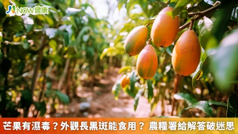 芒果有濕毒？外觀長黑斑能食用？ 農糧署給解答破迷思