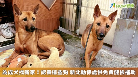 為成犬找新家！認養這些狗 新北動保處供免費健檢補助