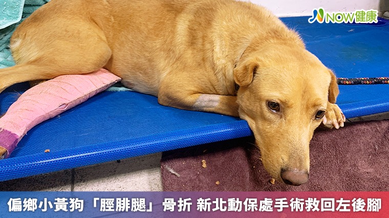 偏鄉小黃狗「脛腓腿」骨折 新北動保處手術救回左後腳 偏鄉小黃狗「脛腓腿」骨折 新北動保處手術救回左後腳