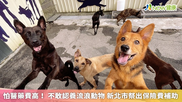 怕醫藥費高！不敢認養流浪動物 新北市祭出保險費補助