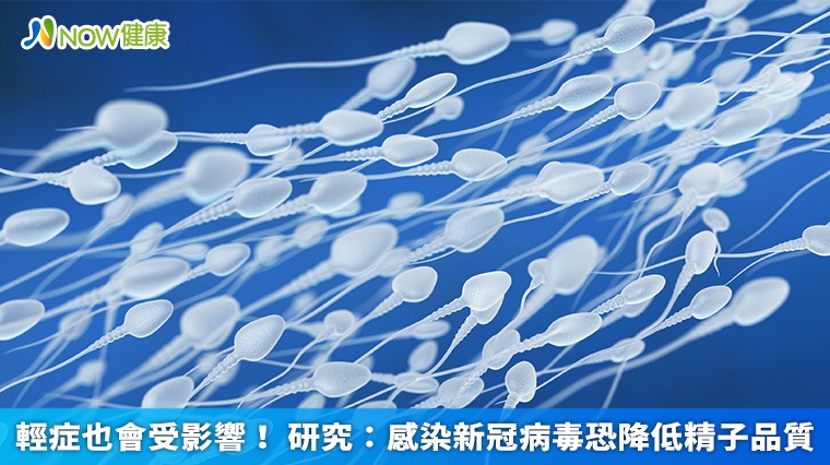 輕症也會受影響! 研究:感染新冠病毒恐降低精子品質 輕症也會受影響! 研究:感染新冠病毒恐降低精子品質