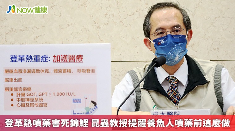 登革熱噴藥害死錦鯉 昆蟲教授提醒養魚人噴藥前這麼做