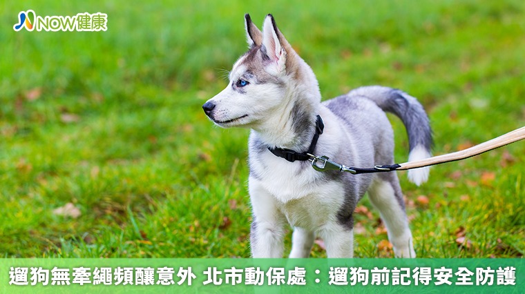 遛狗無牽繩頻釀意外 北市動保處:遛狗前記得安全防護 遛狗無牽繩頻釀意外 北市動保處:遛狗前記得安全防護