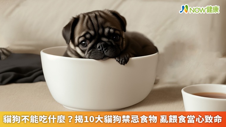 貓狗不能吃什麼?揭10大貓狗禁忌食物 亂餵食當心致命 貓狗不能吃什麼?揭10大貓狗禁忌食物 亂餵食當心致命