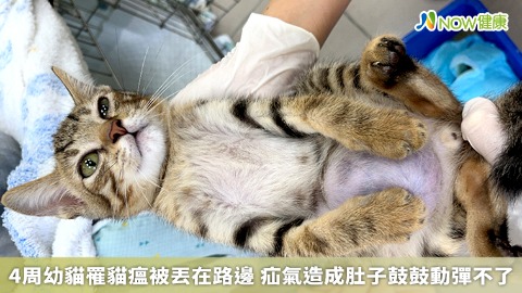4周幼貓罹貓瘟被丟在路邊 疝氣造成肚子鼓鼓動彈不了