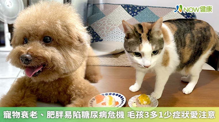 寵物衰老、肥胖易陷糖尿病危機 毛孩3多1少症狀愛注意 寵物衰老、肥胖易陷糖尿病危機 毛孩3多1少症狀愛注意