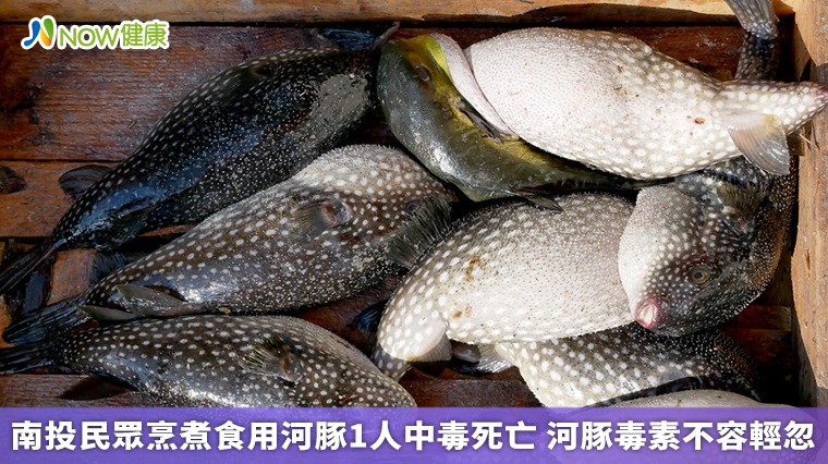 南投民眾烹煮食用河豚1人中毒死亡 河豚毒素不容輕忽