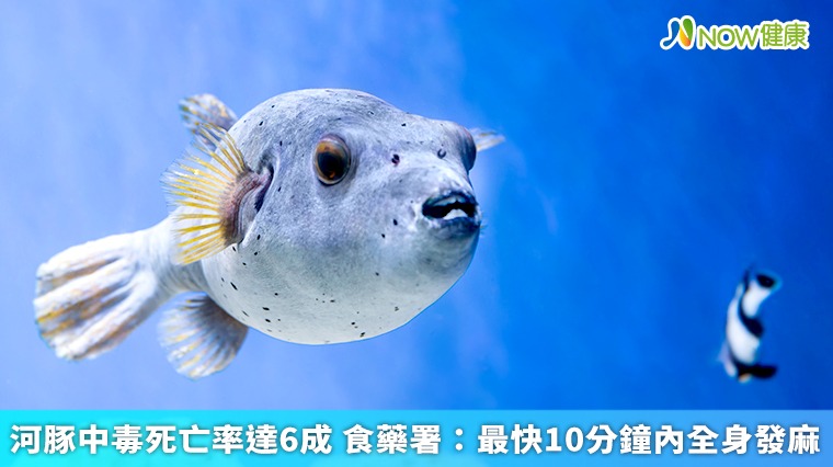 河豚中毒死亡率達6成 食藥署:最快10分鐘內全身發麻 河豚中毒死亡率達6成 食藥署:最快10分鐘內全身發麻