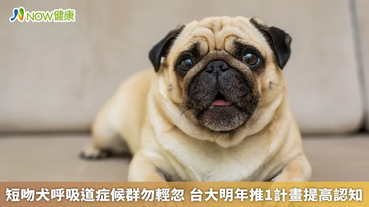 短吻犬呼吸道症候群勿輕忽 台大明年推1計畫提高認知