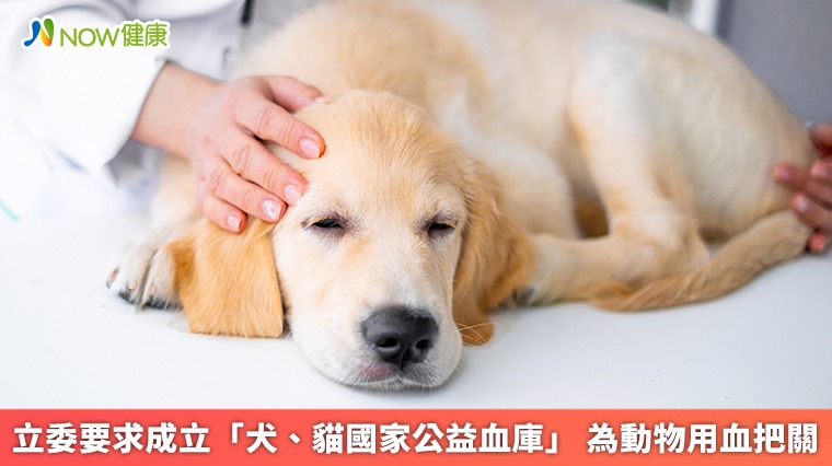 立委要求成立「犬、貓國家公益血庫」 為動物用血把關