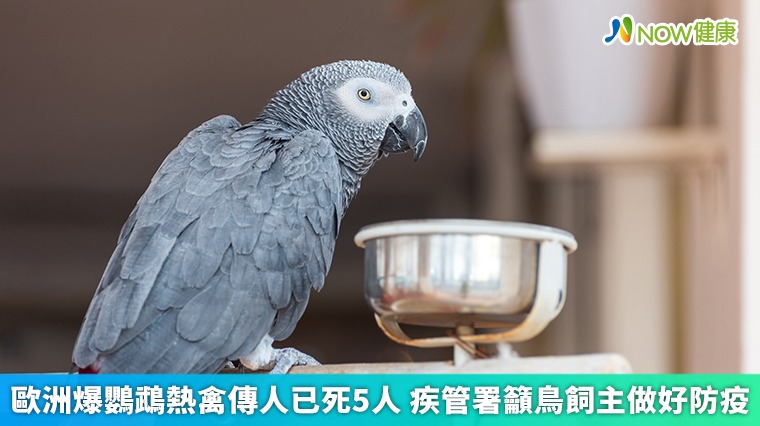 鳥飼主小心！歐洲爆鸚鵡熱已死５人 疾管署籲做好防疫