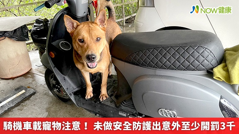 騎機車載寵物注意! 未做安全防護出意外至少開罰3千 騎機車載寵物注意! 未做安全防護出意外至少開罰3千