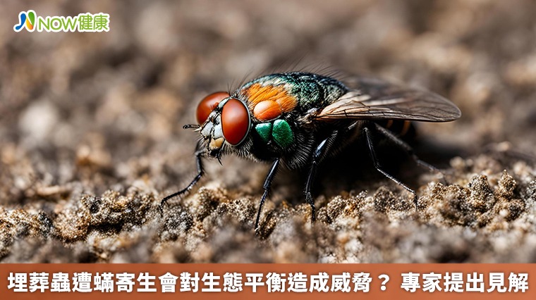 埋葬蟲遭蟎寄生會對生態平衡造成威脅？ 專家提出見解