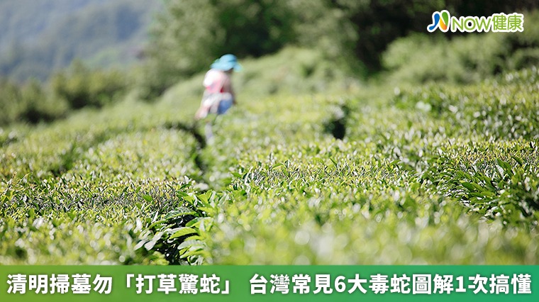 清明掃墓勿「打草驚蛇」 台灣常見6大毒蛇圖解1次搞懂 清明掃墓勿「打草驚蛇」 台灣常見6大毒蛇圖解1次搞懂