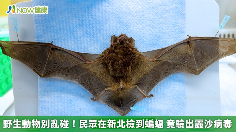 野生動物別亂碰!民眾在新北檢到蝙蝠 竟驗出麗沙病毒 野生動物別亂碰!民眾在新北檢到蝙蝠 竟驗出麗沙病毒