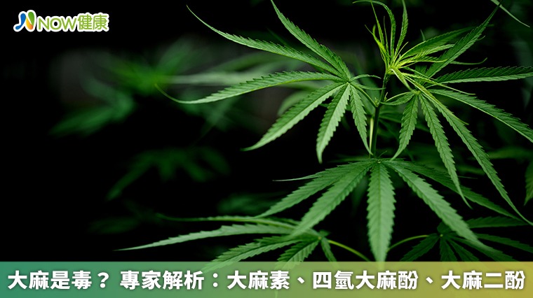 大麻是毒？ 專家解析：大麻素、四氫大麻酚、大麻二酚