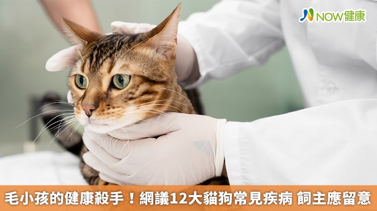 毛小孩的健康殺手!網議12大貓狗常見疾病 飼主應留意 毛小孩的健康殺手!網議12大貓狗常見疾病 飼主應留意