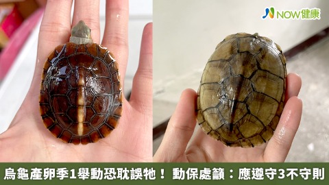 烏龜產卵季1舉動恐耽誤牠！ 動保處籲：應遵守3不守則