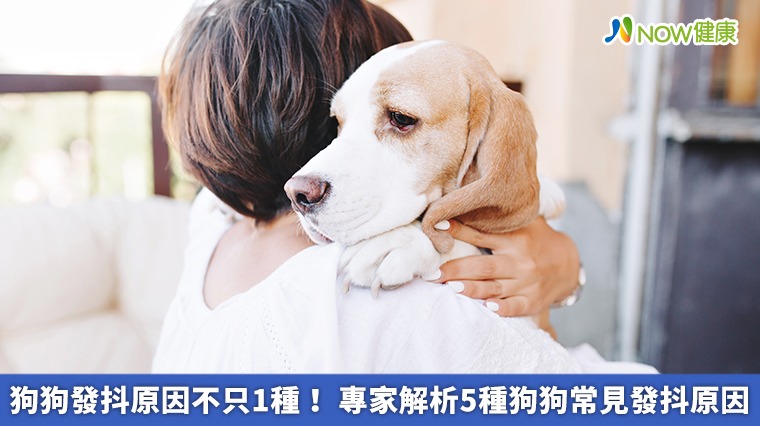 狗狗發抖原因不只1種! 專家解析5種狗狗常見發抖原因 狗狗發抖原因不只1種! 專家解析5種狗狗常見發抖原因