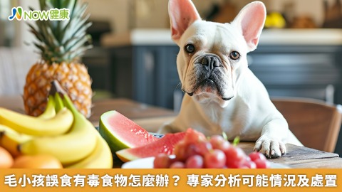 毛小孩誤食有毒食物怎麼辦？ 專家分析可能情況及處置