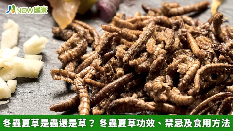 冬蟲夏草是蟲還是草？ 冬蟲夏草功效、禁忌及食用方法