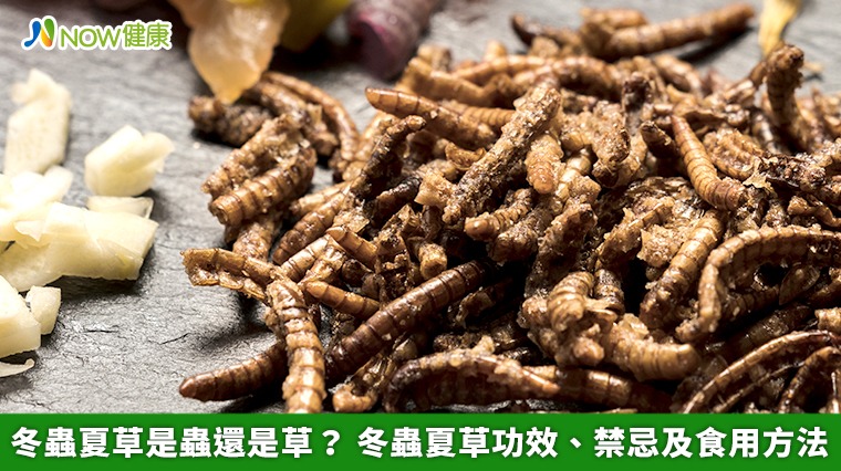 冬蟲夏草是蟲還是草? 冬蟲夏草功效、禁忌及食用方法 冬蟲夏草是蟲還是草? 冬蟲夏草功效、禁忌及食用方法