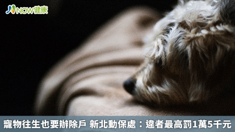 寵物往生也要辦除戶 新北動保處：違者最高罰1萬5千元