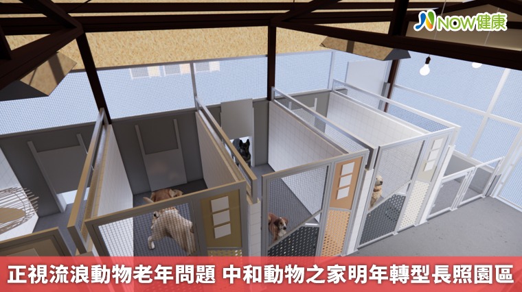 正視流浪動物老年問題 中和動物之家明年轉型長照園區 正視流浪動物老年問題 中和動物之家明年轉型長照園區