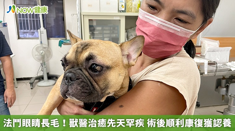 法鬥眼睛長毛!獸醫治癒先天罕疾 術後順利康復獲認養 法鬥眼睛長毛!獸醫治癒先天罕疾 術後順利康復獲認養