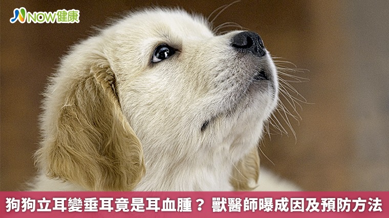 狗狗立耳變垂耳竟是耳血腫? 獸醫師曝成因及預防方法 狗狗立耳變垂耳竟是耳血腫? 獸醫師曝成因及預防方法