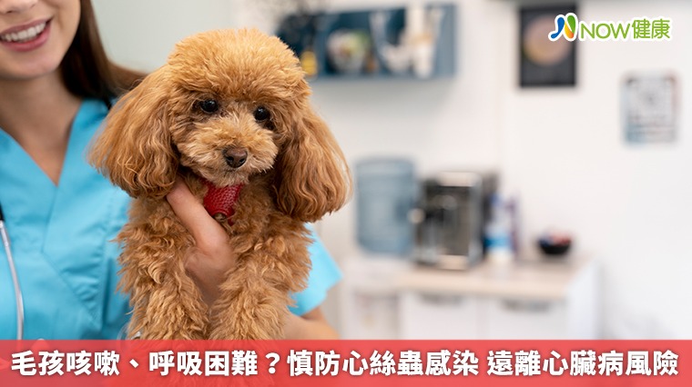 毛孩咳嗽、呼吸困難?慎防心絲蟲感染 遠離心臟病風險 毛孩咳嗽、呼吸困難?慎防心絲蟲感染 遠離心臟病風險
