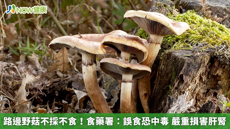 路邊野菇不採不食!食藥署:誤食恐中毒 嚴重損害肝腎 路邊野菇不採不食!食藥署:誤食恐中毒 嚴重損害肝腎
