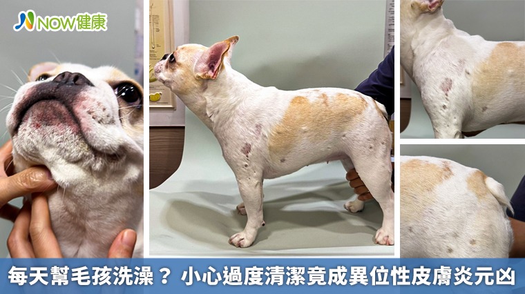 每天幫毛孩洗澡? 小心過度清潔竟成異位性皮膚炎元凶 每天幫毛孩洗澡? 小心過度清潔竟成異位性皮膚炎元凶