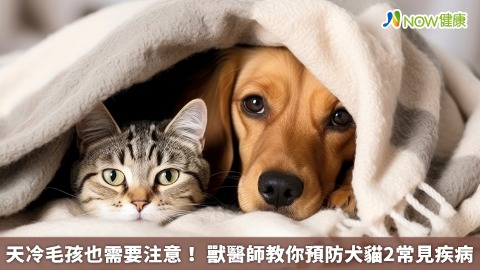 天冷毛孩也需要注意！ 獸醫師教你預防犬貓2常見疾病