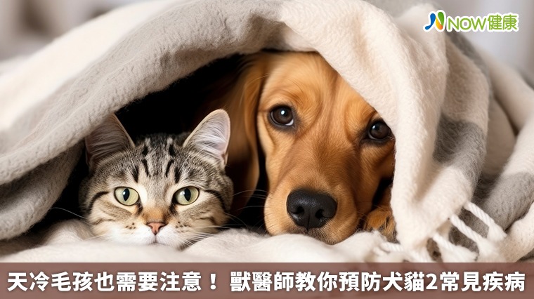 天冷毛孩也需要注意! 獸醫師教你預防犬貓2常見疾病 天冷毛孩也需要注意! 獸醫師教你預防犬貓2常見疾病